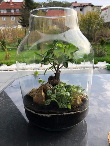 Sylwia, Lubań Sylwia, Lubań