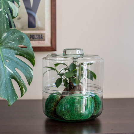 Szklane terrarium dwuczęściowe W-589+W-590 H:22cm D:19cm