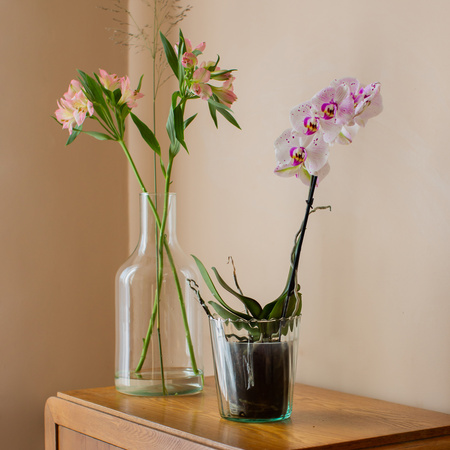 Szklana doniczka do storczyka FLORIS optyk H:15cm D:14cm