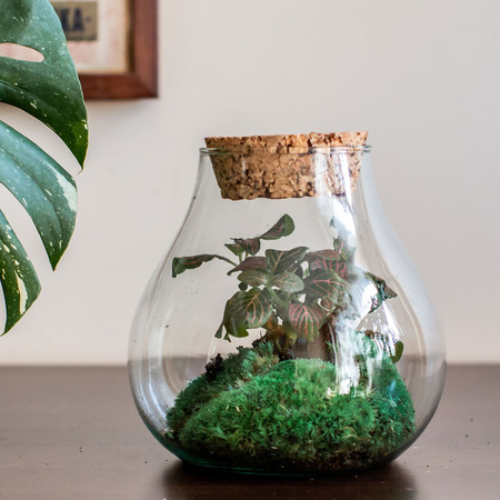 Szklane terrarium W-594+korek gruboziarnisty H:19cm D:17cm