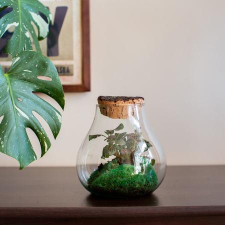 Szklane terrarium W-594+kora lita H:19cm D:17cm