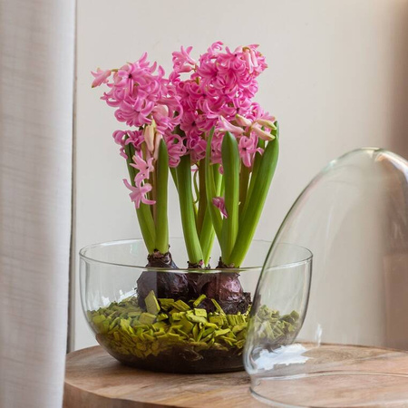 Szklane terrarium jajko W-694+W-694/I H:26,5cm D:19,8cm