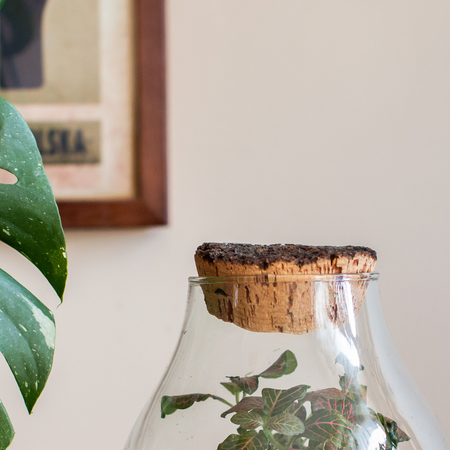 Szklane terrarium W-594+kora lita H:19cm D:17cm