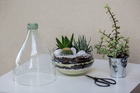 Szklane terrarium W-645+W-527 H:30cm D:18,5cm
