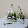 Szklane terrarium W-645+W-527 H:30cm D:18,5cm