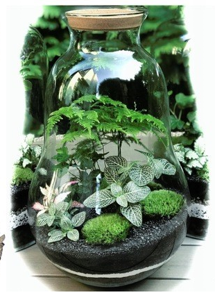 Szklane terrarium W-468C H:28cm D:22cm